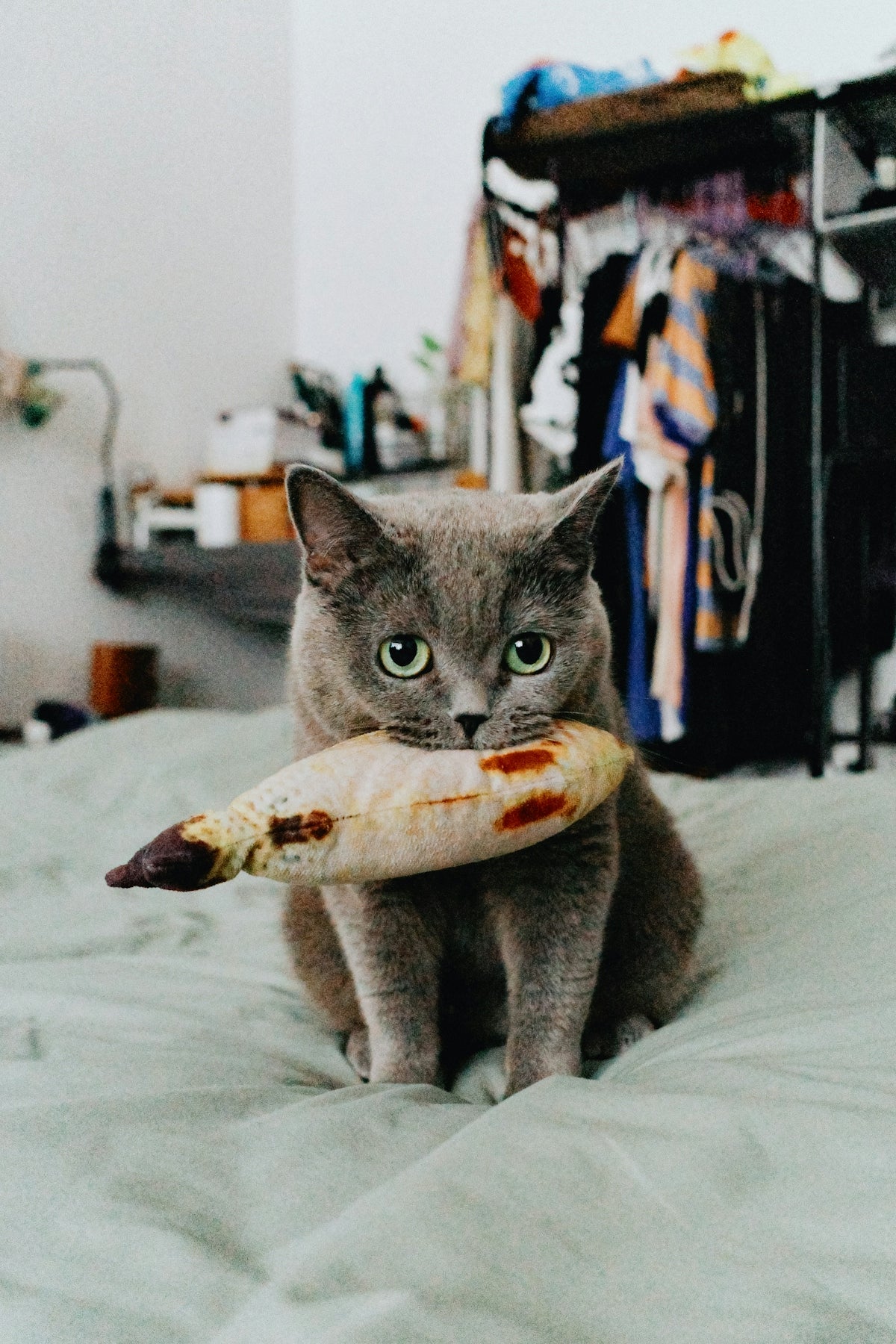 a cat sitting on a bed holding a piece of pizza