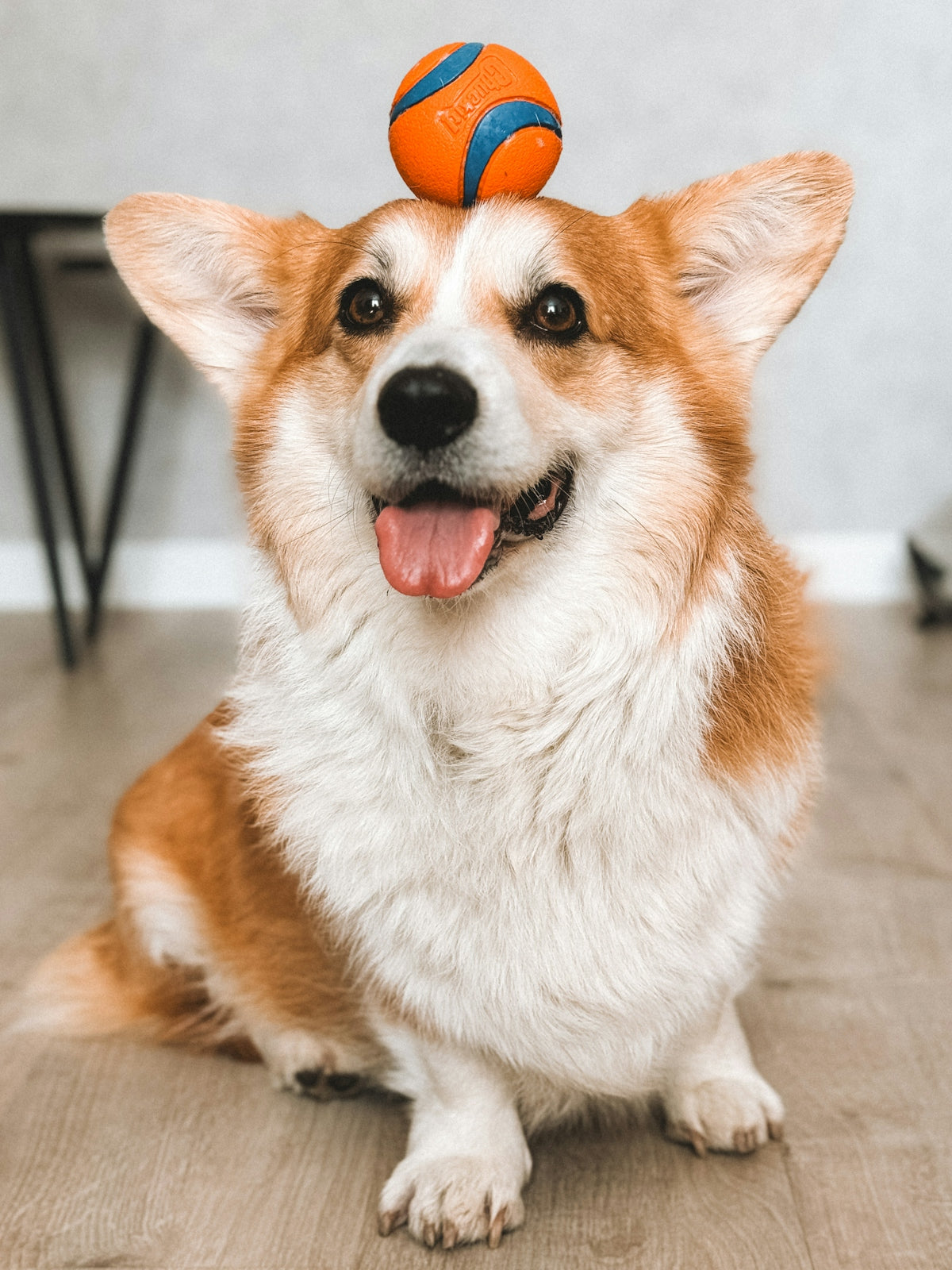 A dog with a ball on its head