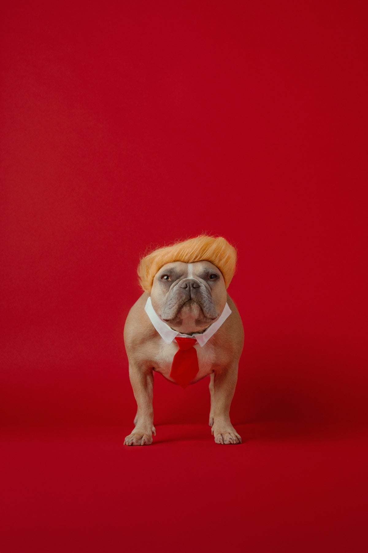 A small dog wearing a red tie and a yellow hat