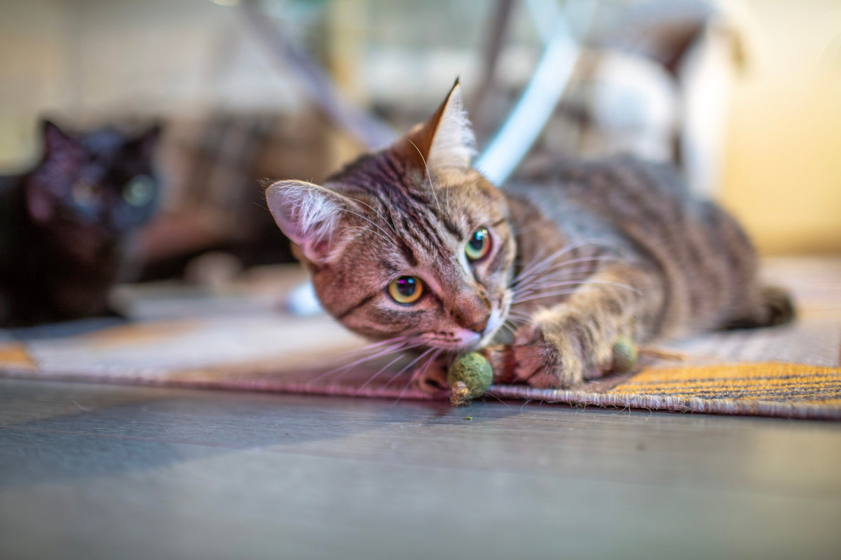 A tabby cat plays with a toy.