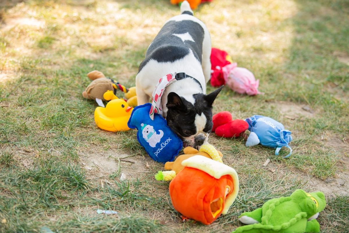 A playful dog sniffs its many toys.