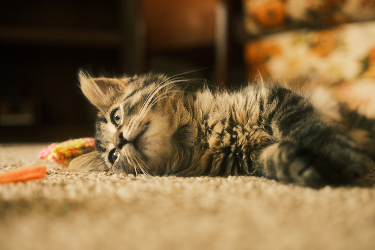 A fluffy kitten looks playfully at the camera.