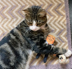 Donald Trump Cat Toy
