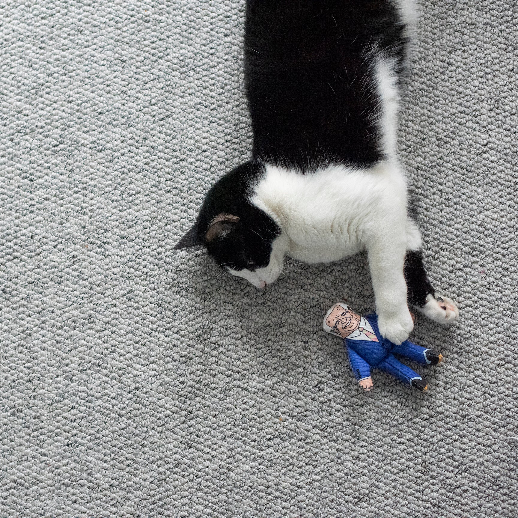 Joe cat toy