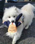 Donald Trump Dog Toy