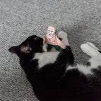 Vladimir Putin cat toy