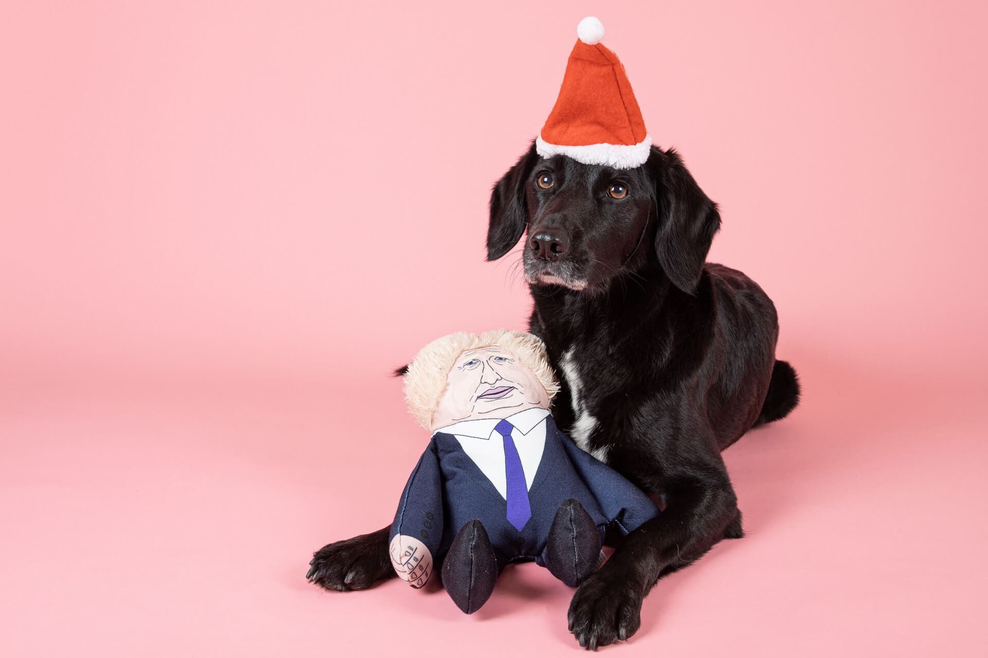 Boris dog toy