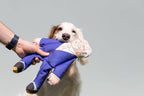Joe Biden dog toy